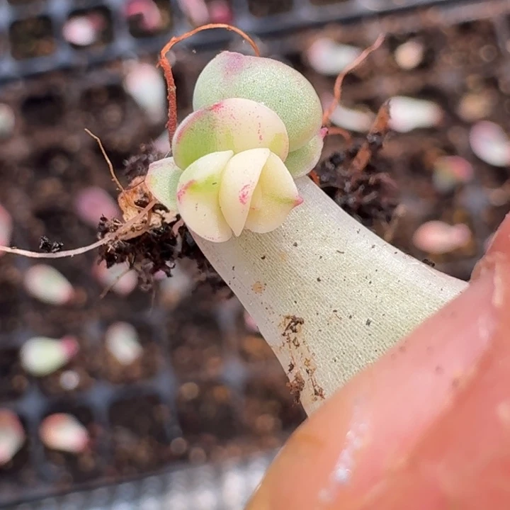覆轮红花女王一物一拍261