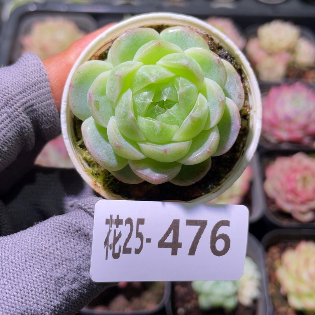 花利美25-476珍妮