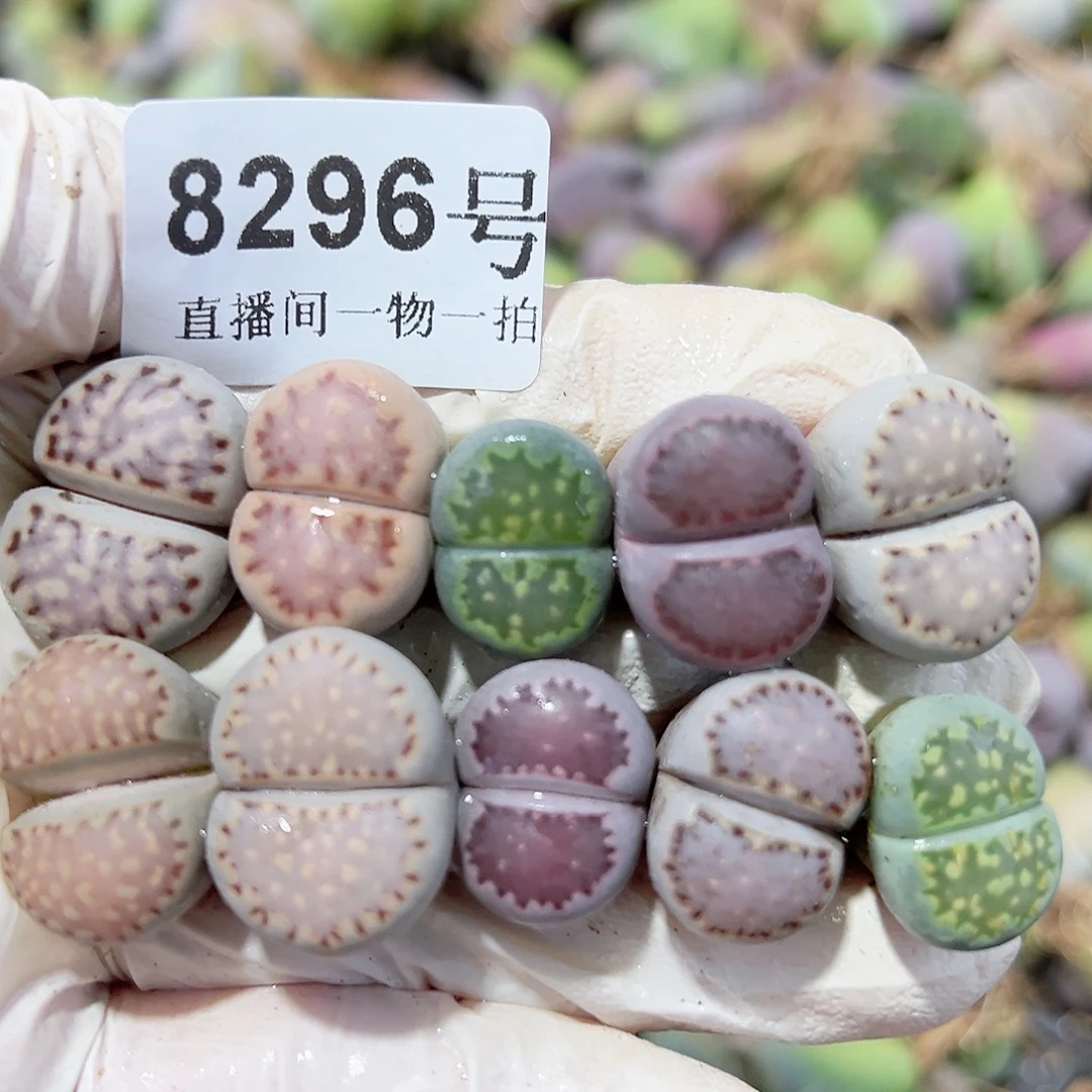 8296三年彩饼干10个1.5cm左右