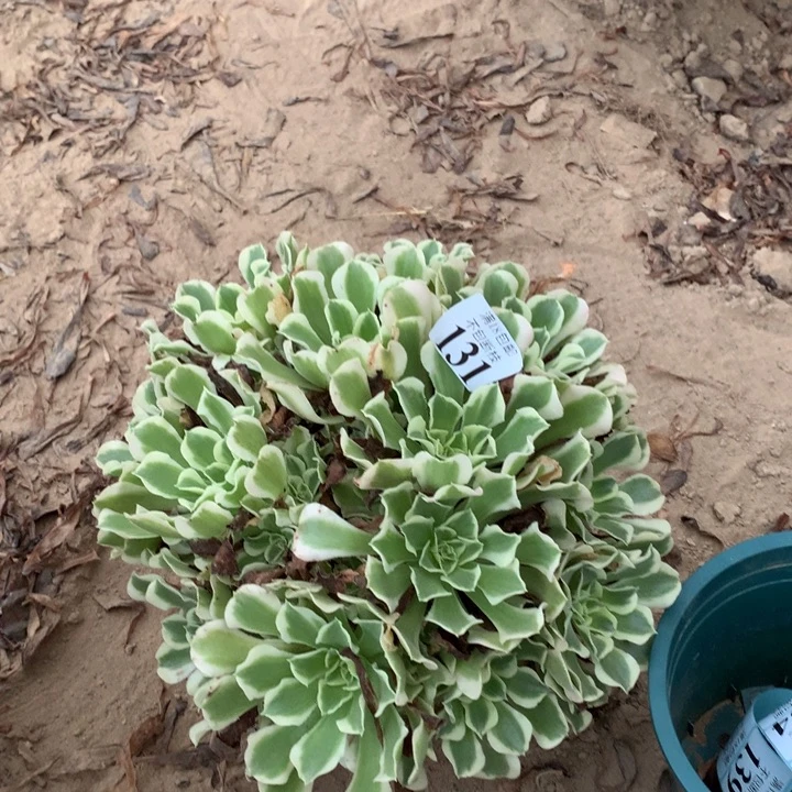 131雨花石大绣球东棚