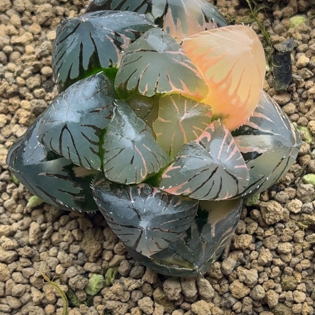 404紫王玉露锦头家多肉十二卷