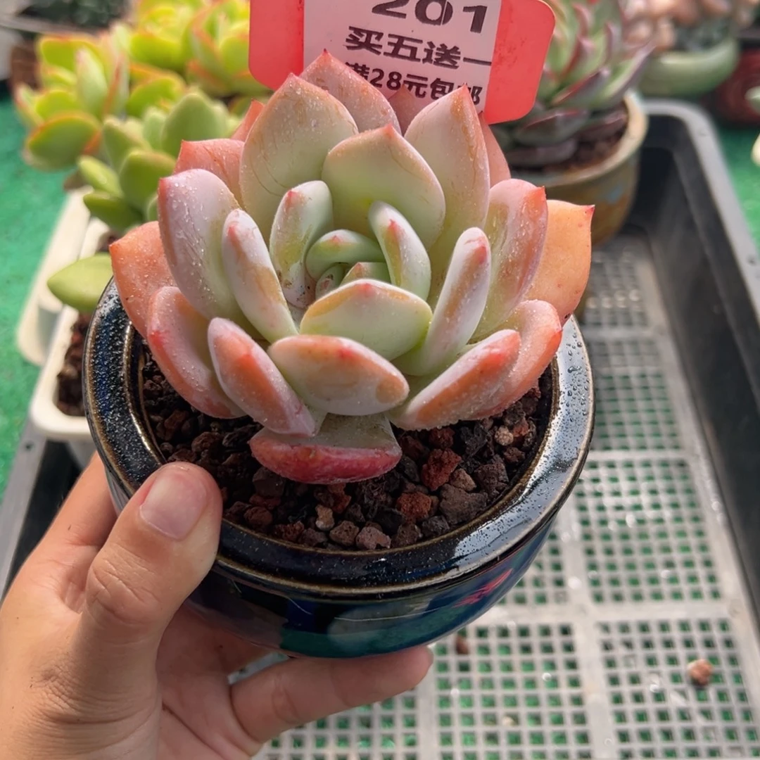 表妹精品多肉植物201.