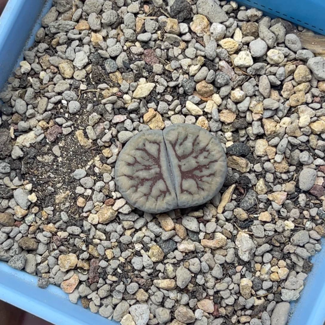 0857红纹线招福一颗