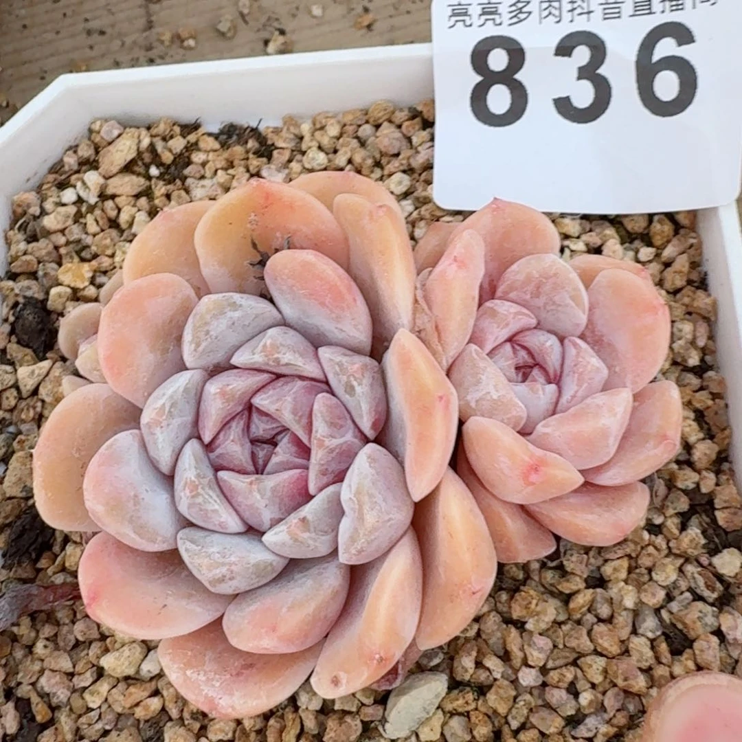 汉堡         精品多肉