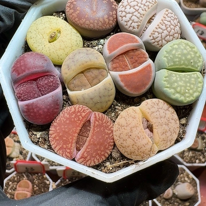 咕**噜生石花22//：/。  161