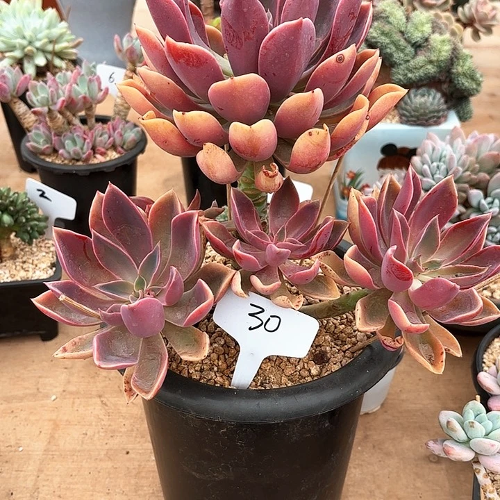 多肉植物，紫气东来30号