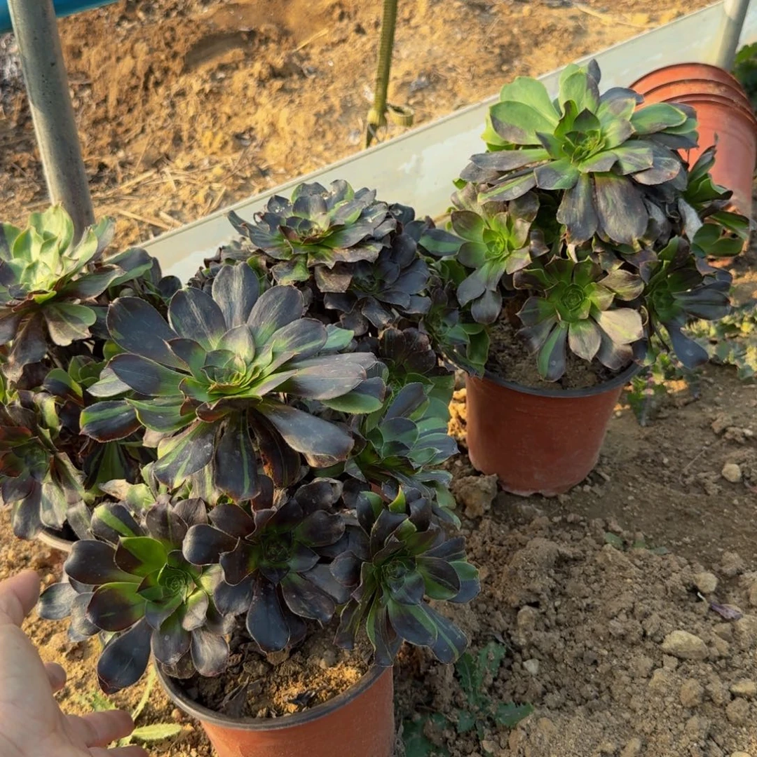 花瓣鹿一个。多肉植物