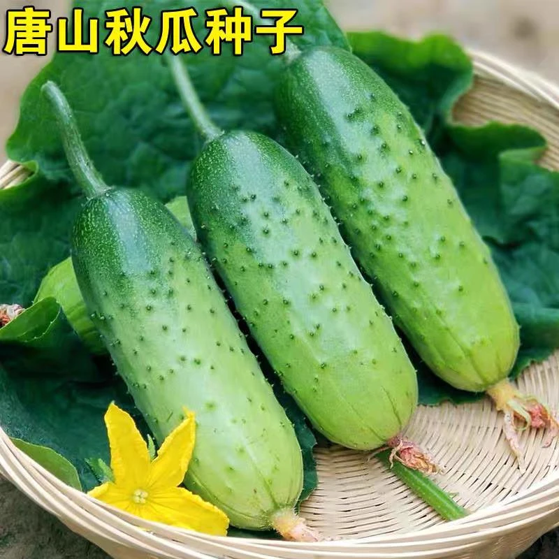 【唐山秋瓜种子】秋黄瓜耐热老品种黄瓜种籽四季种植农家蔬菜