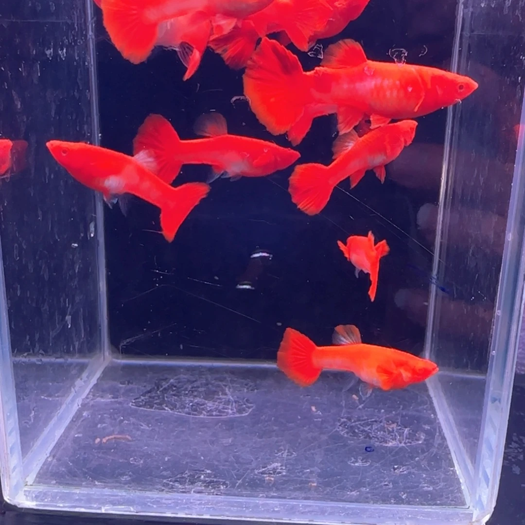 孔雀鱼鸿运分水12条