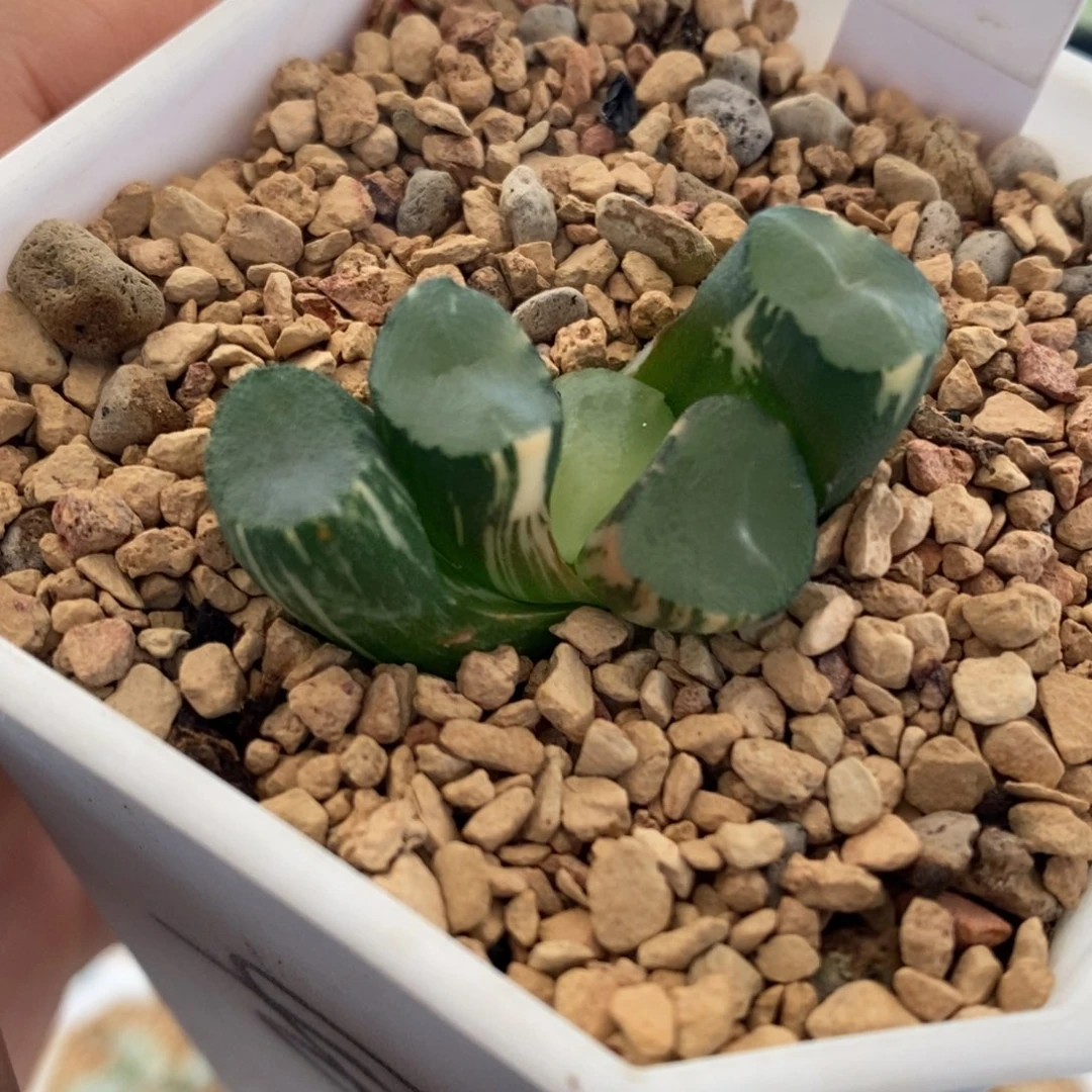2号山之翠万象锦带盆