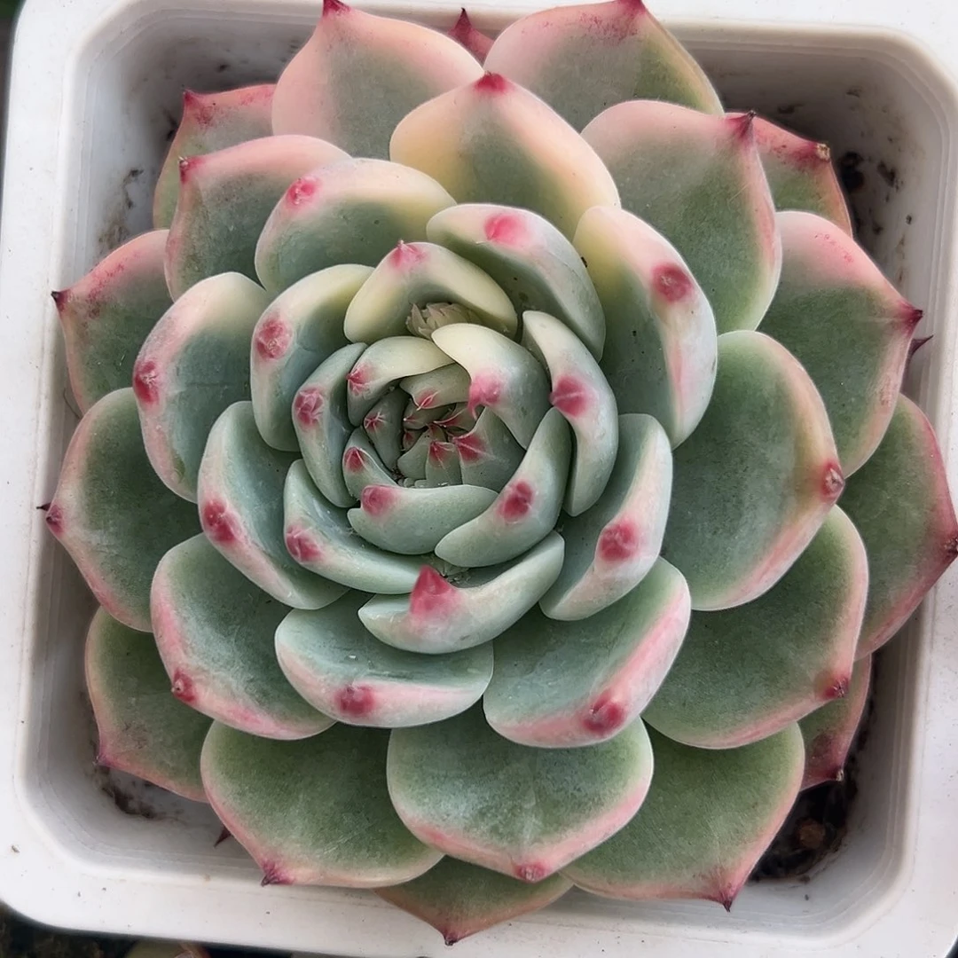 满38包邮花脸吉娃娃