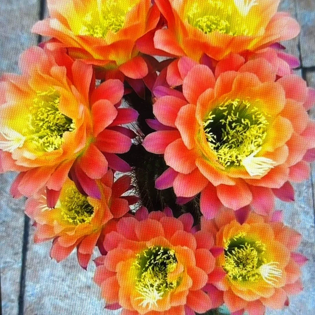 杏光辉毛侧牙20包邮仙人球