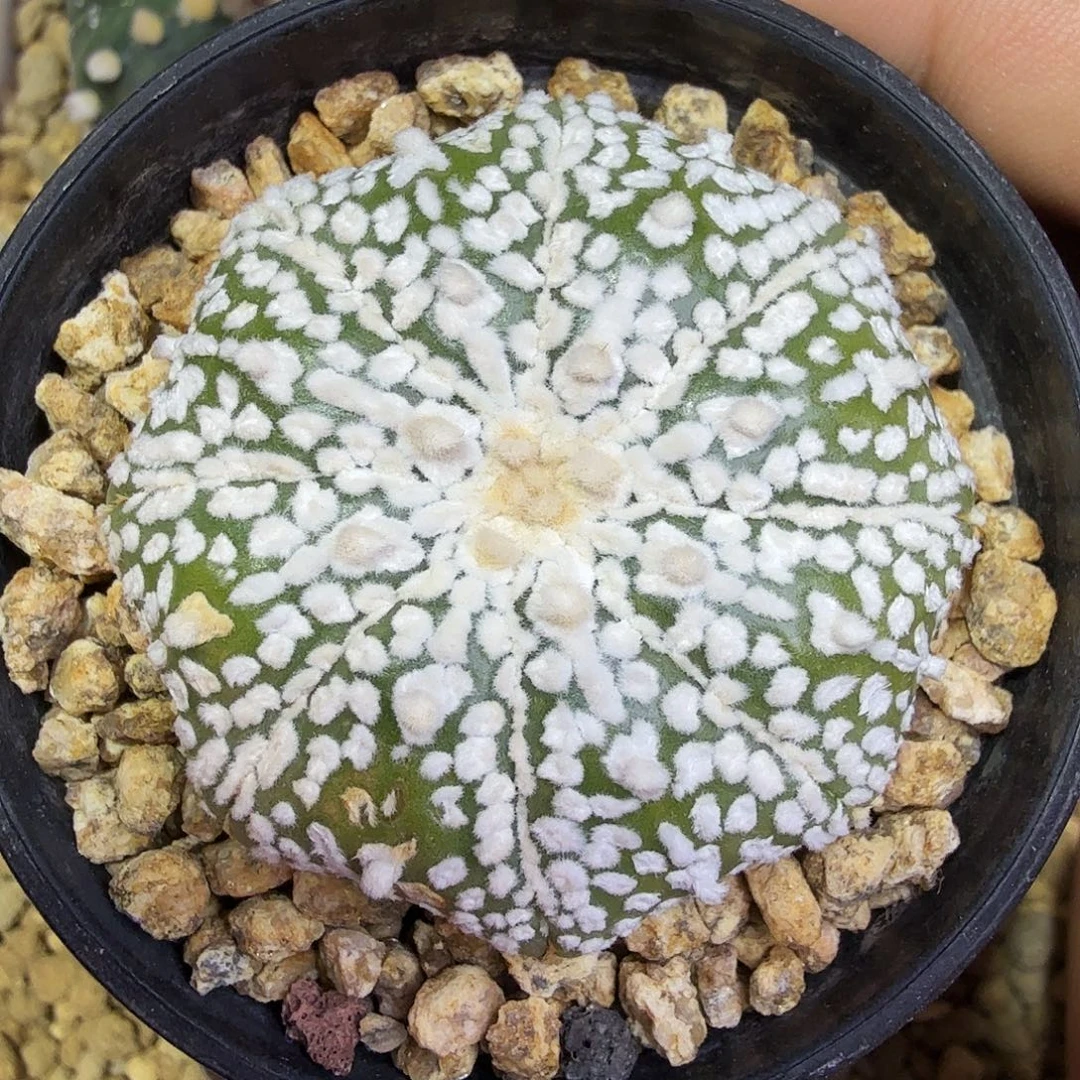 海星高绒ｖ日系实生多肉植物