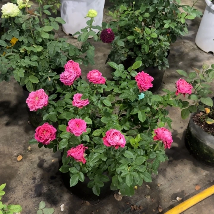 完全开放精品月季花一物一图