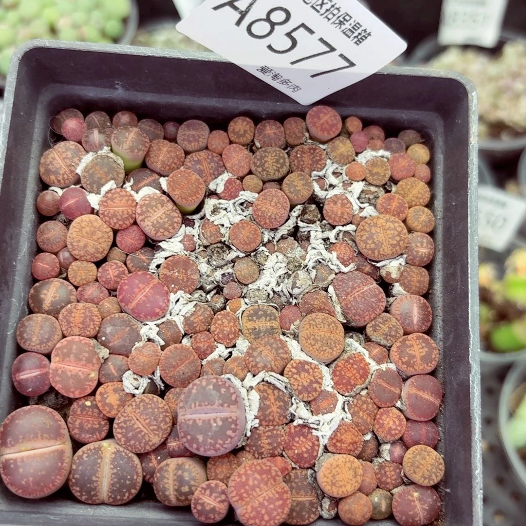 8577—–零下地区需拍保温箱