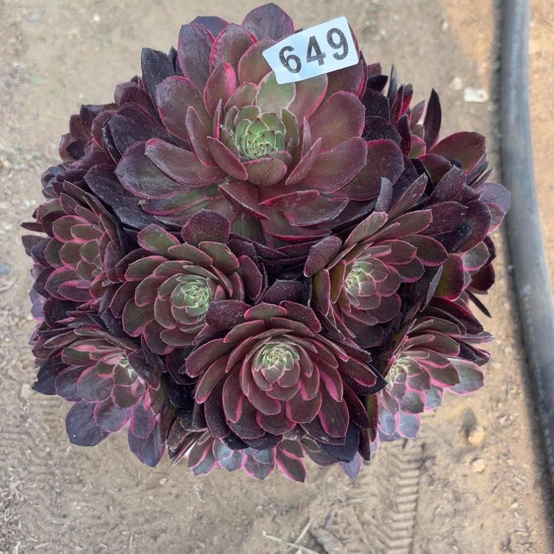 649莲花座多肉不包损