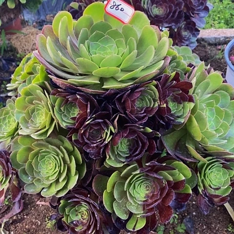 黑寡妇变异花脸860号