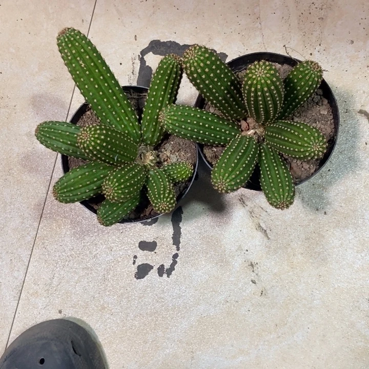 ****树仙人球金四两盆一物一拍