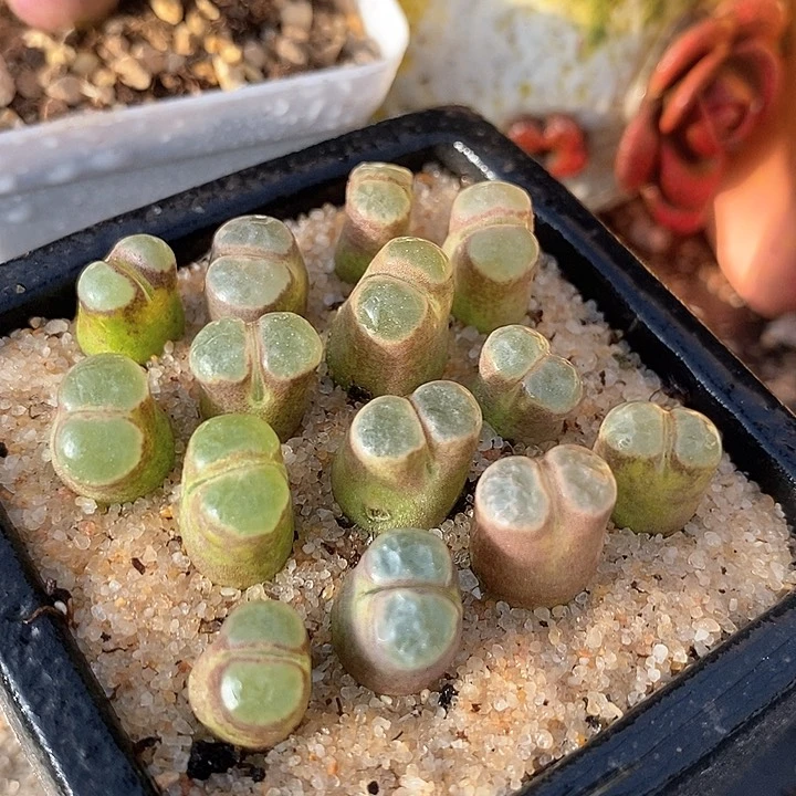 班克雪花磁铁一颗  买2送1