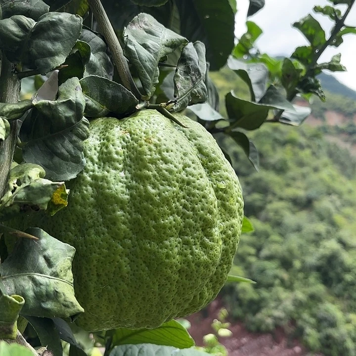8****血橙云南高山大香橼