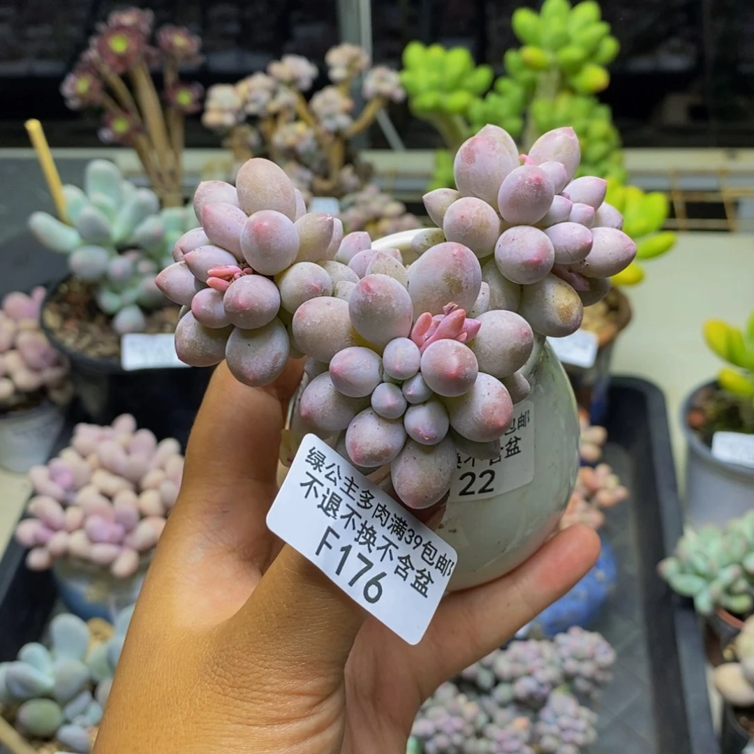 176香水手指奶多肉7c m
