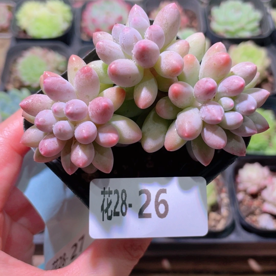花利美28-26婴儿手指