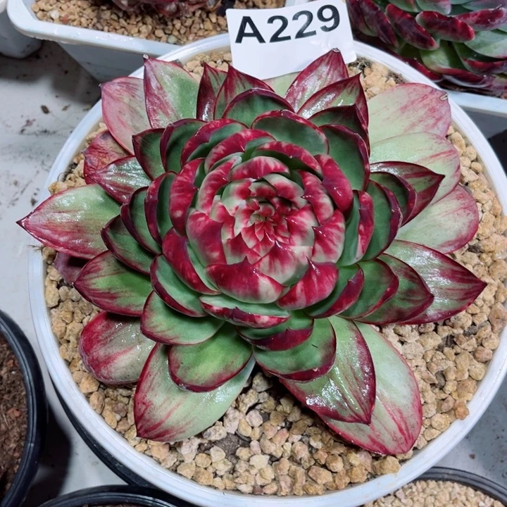 ꧔***妖惊鸿仙子多肉植物A229