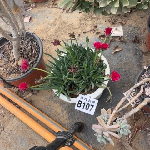 107奔龙不包断枝