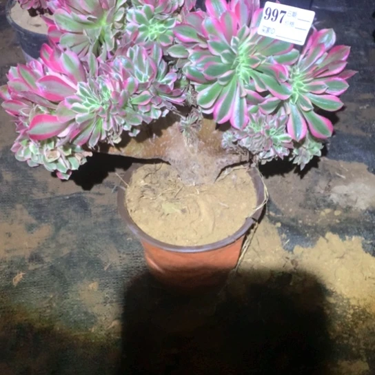 多肉植物女巫缀997