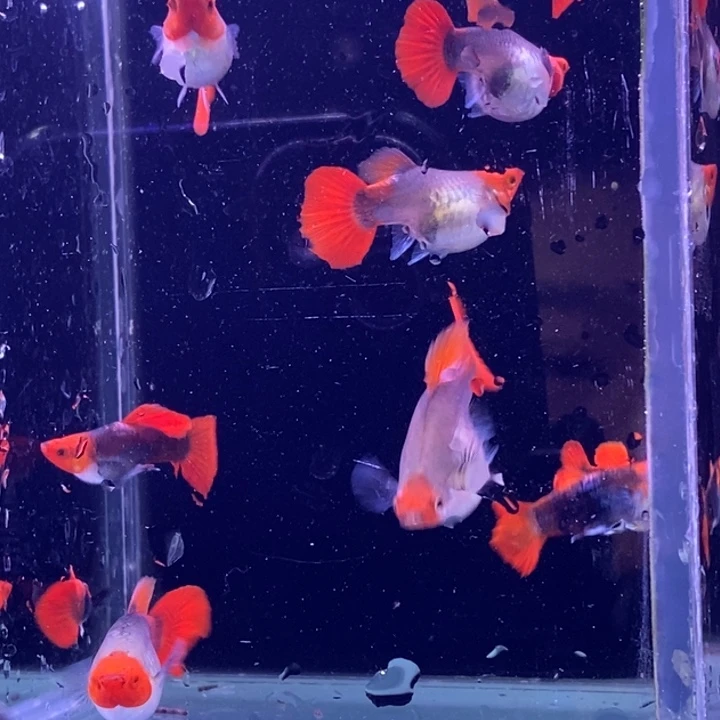 孔雀鱼蓝贵族短体球10条