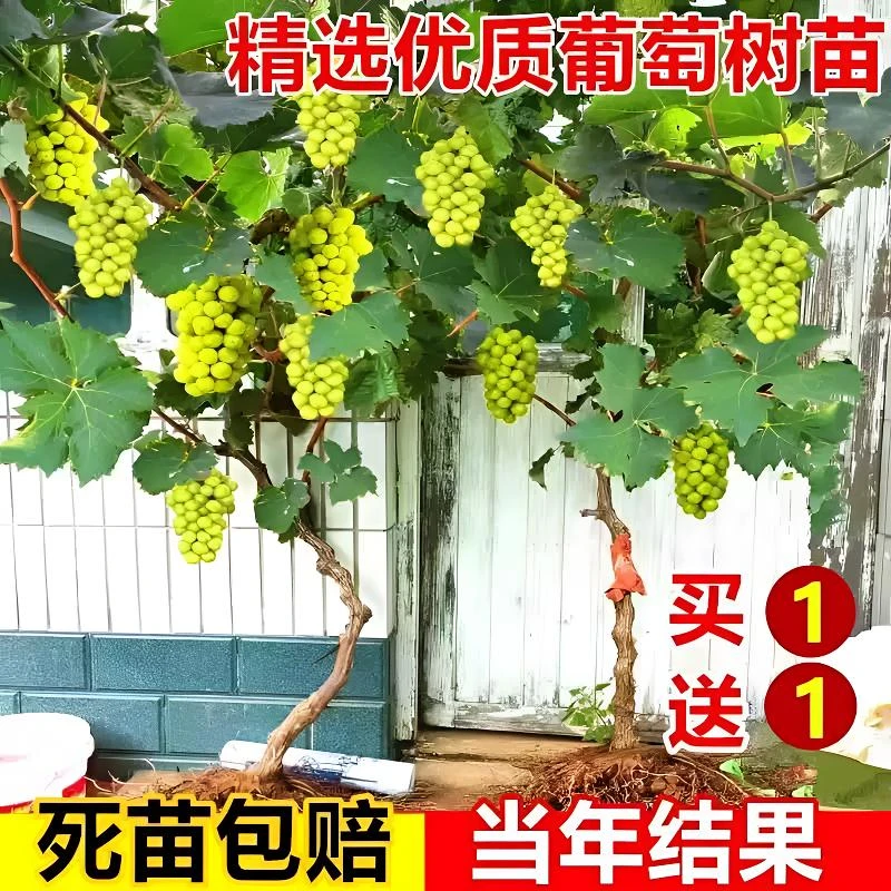无籽葡萄树苗巨峰葡萄树蓝宝石阳光玫瑰果树苗盆栽地栽庭院种植
