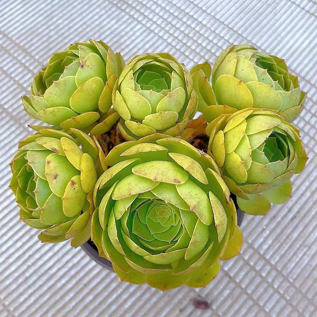 【法师多肉】168多肉阳台露台植物栽种养护 脱土裸根