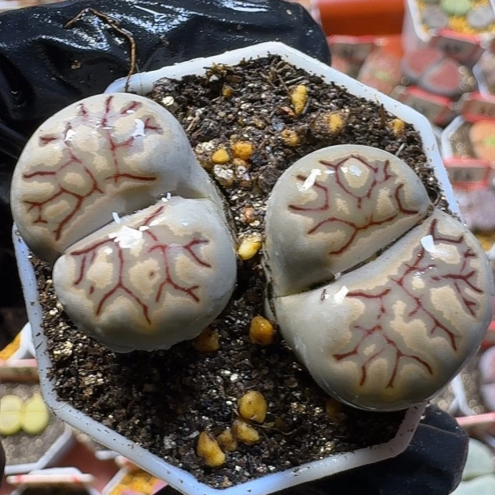 生石花3:：：：：。  53号