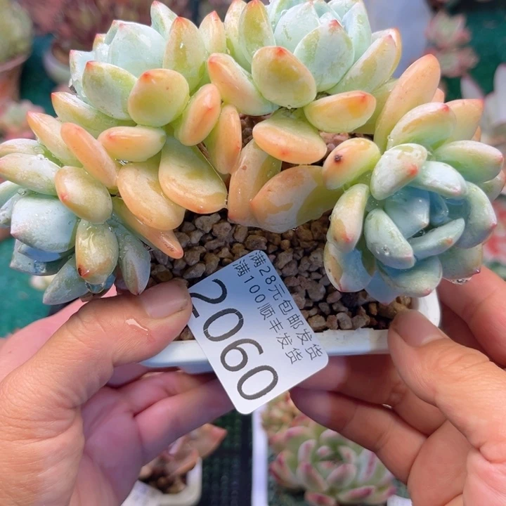 大2060，bdbxbvbbh