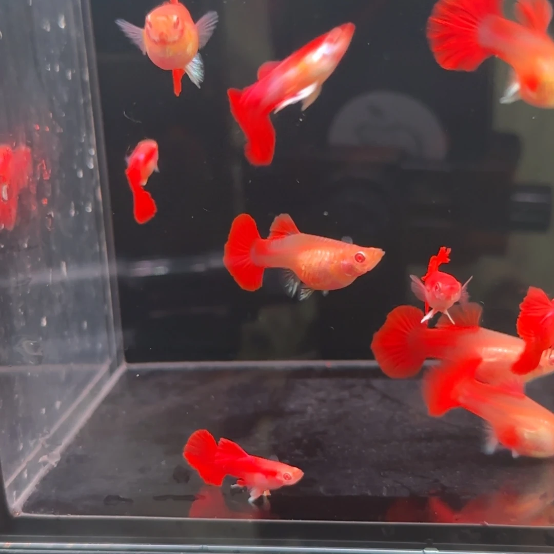 孔雀鱼折扇白子10条