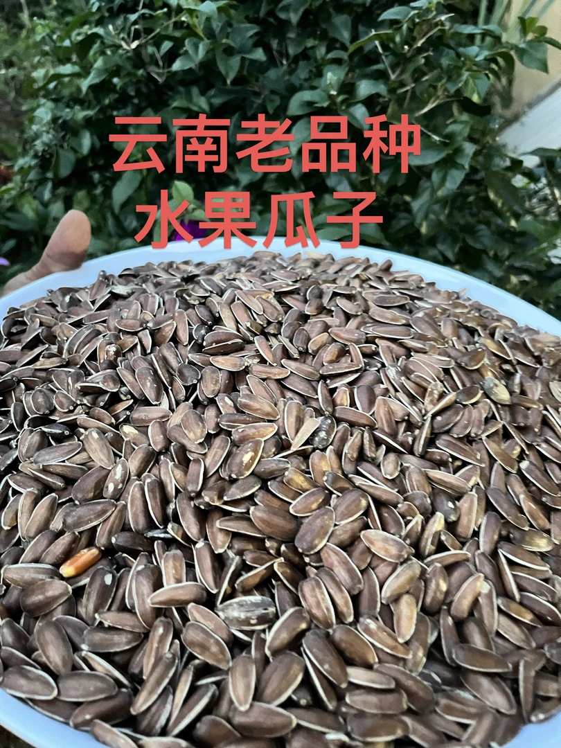 云南老品种水果生瓜子中大颗粒香甜软糯高原特产零食