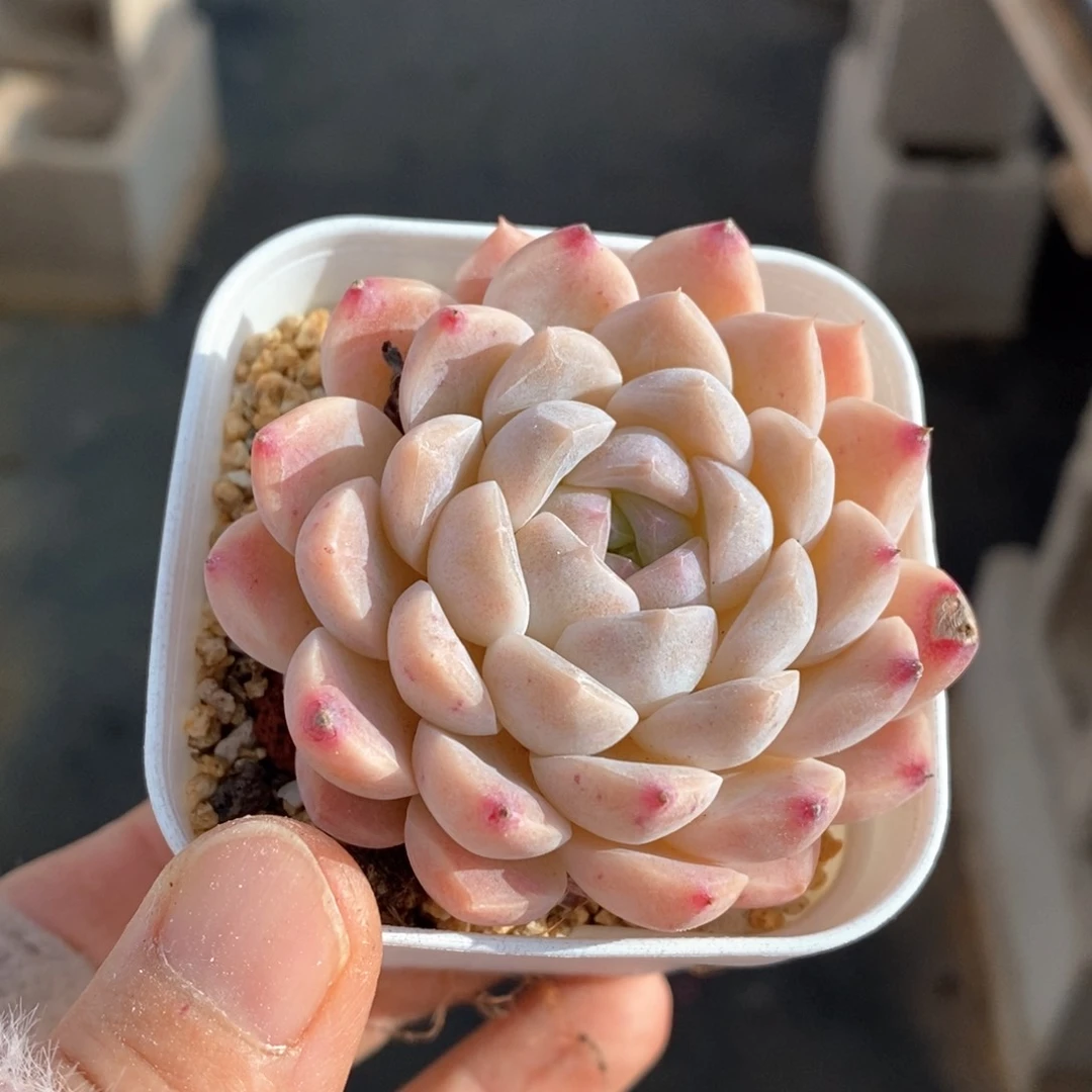 精品多肉一物一拍17