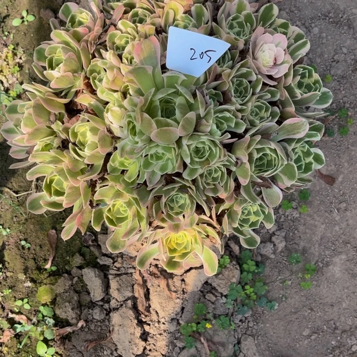 205女郎多肉植物法师