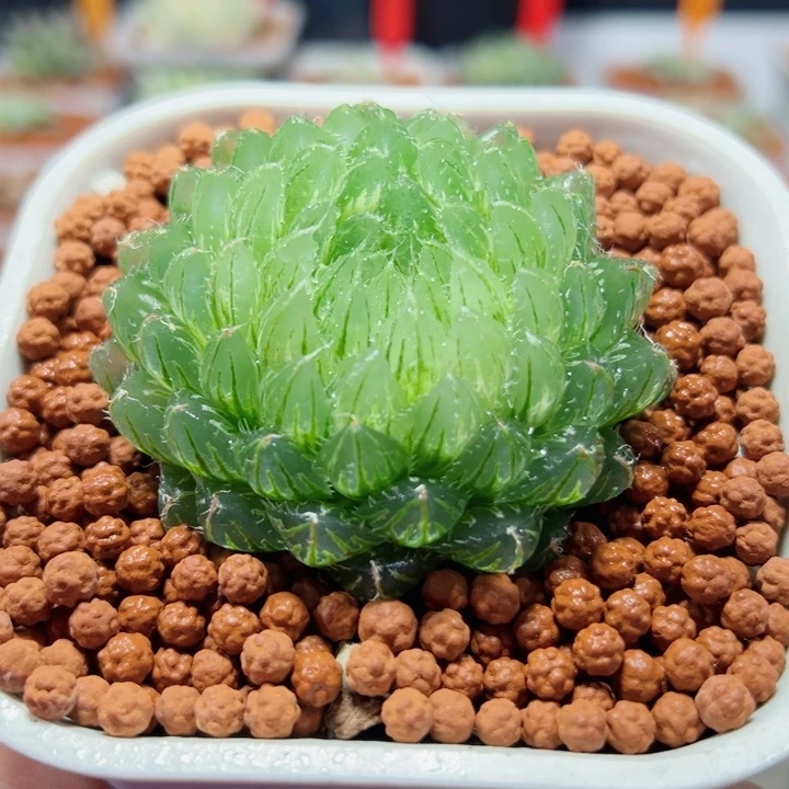 十二卷多肉翠云玉露