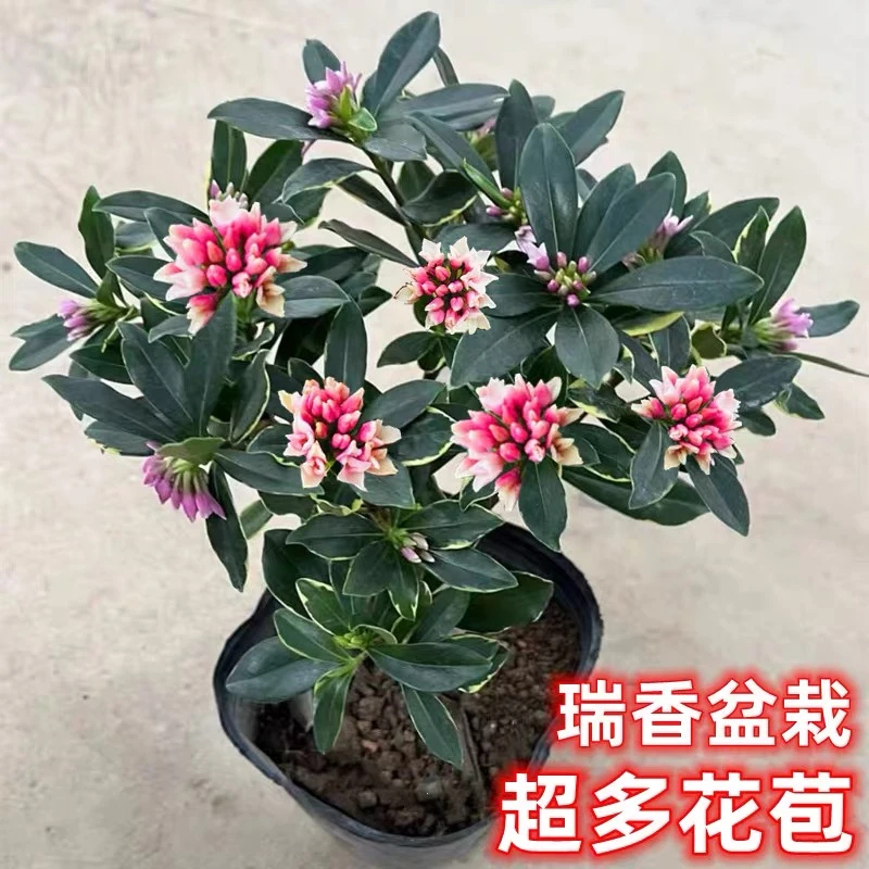 带花苞金边瑞香好养盆栽观花植物浓香型室内外老桩耐寒四季开花卉