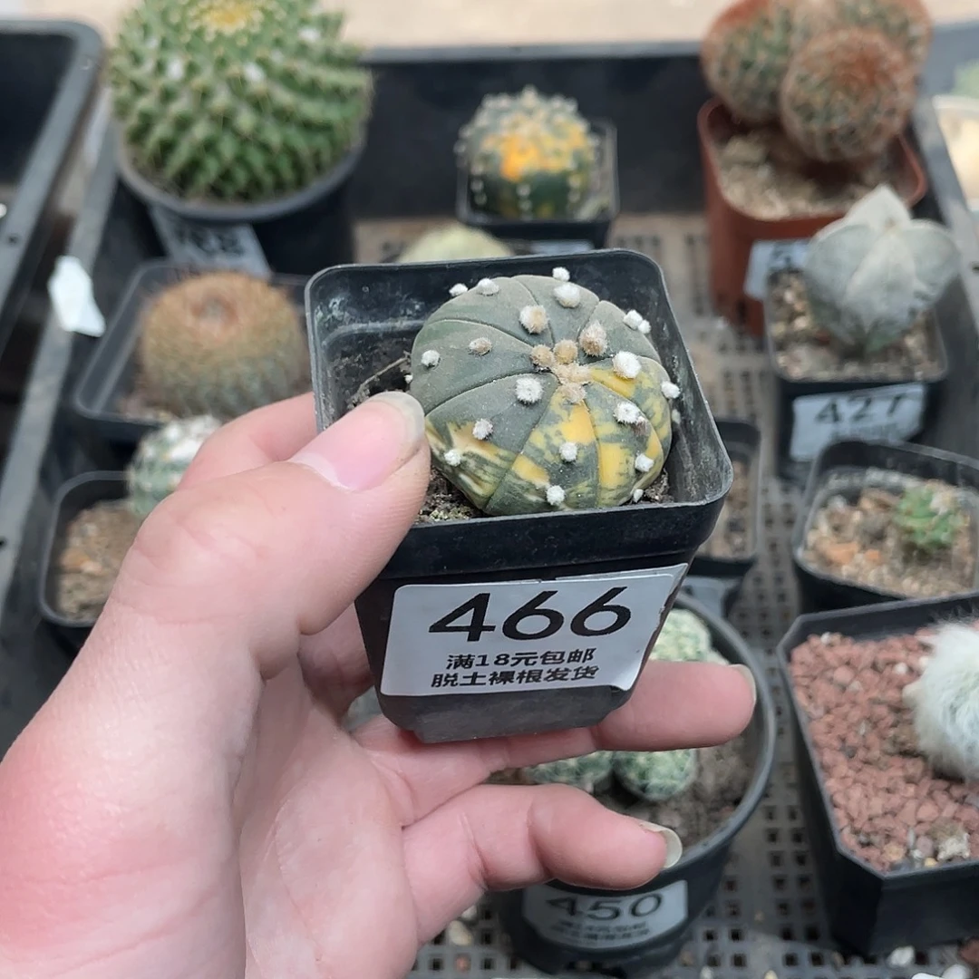 466兜锦（满18包邮）
