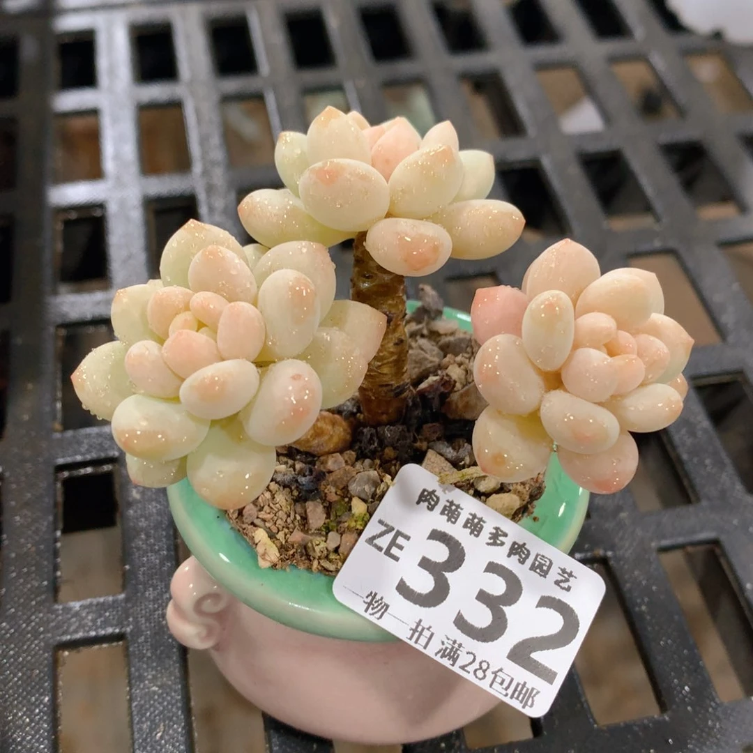 肉萌萌拇指盆精控多肉ZE332