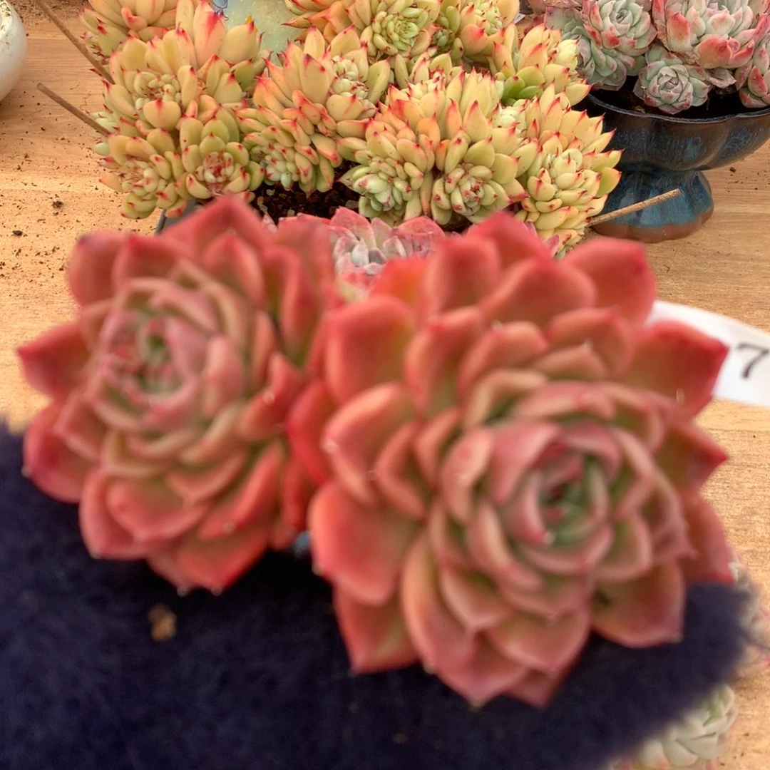 6271新年快乐发发发