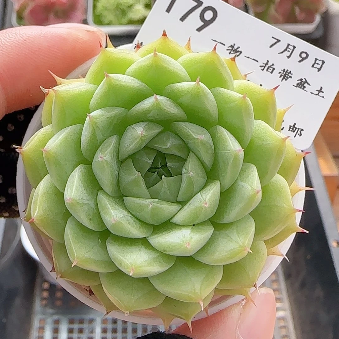多肉0709-179海王