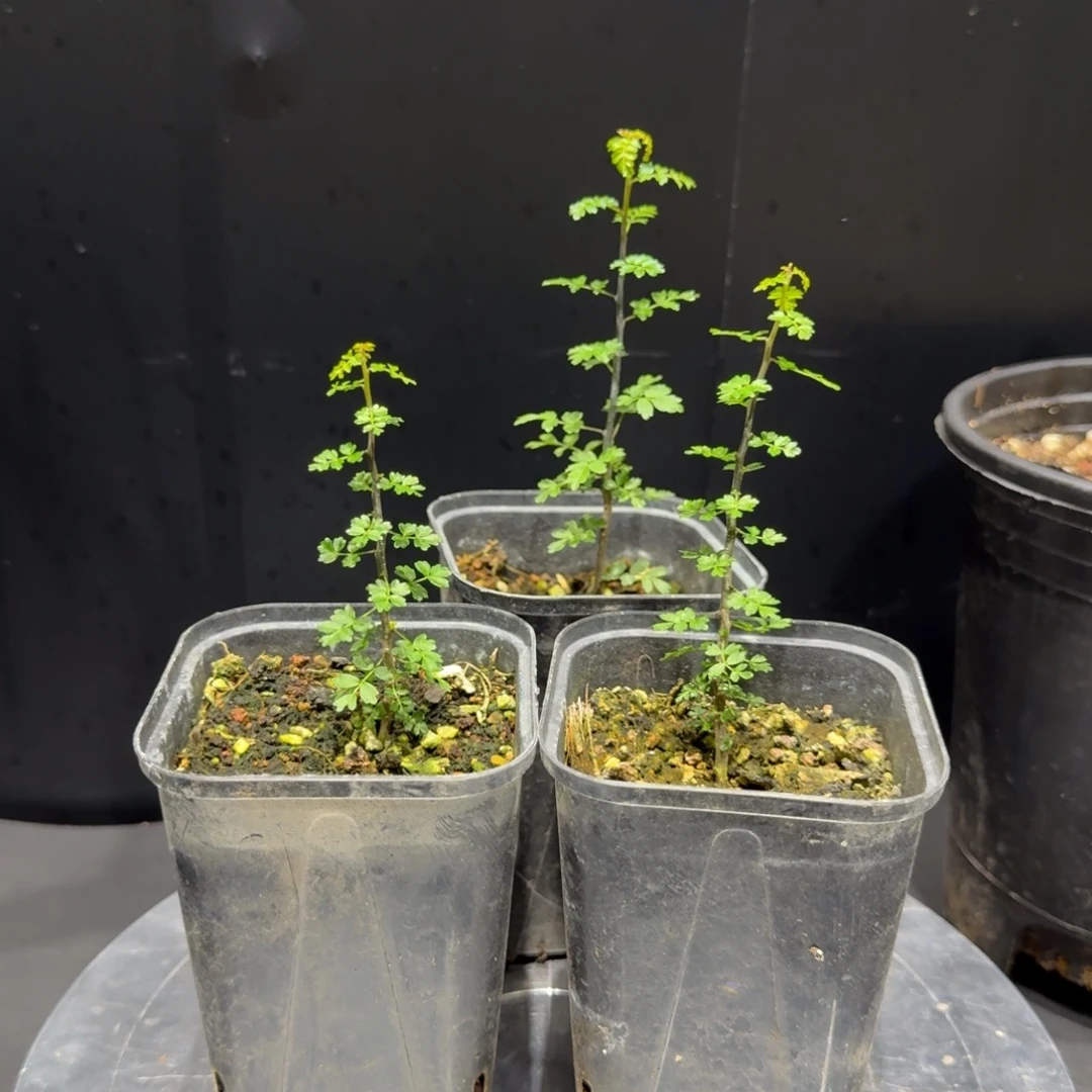索科特拉没药橄榄