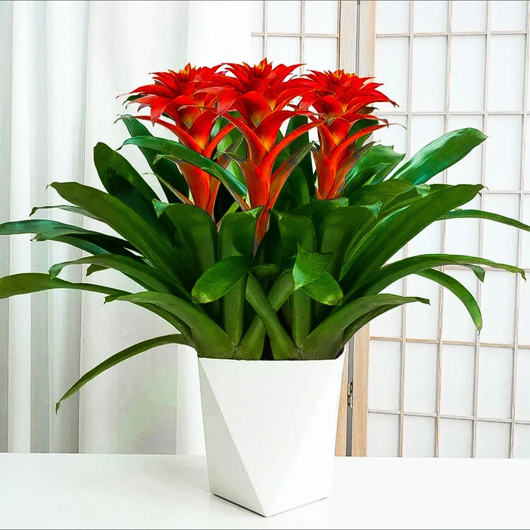 鸿运当头盆栽室内水培绿植四季开花好养发财树植物红掌苗客厅花卉