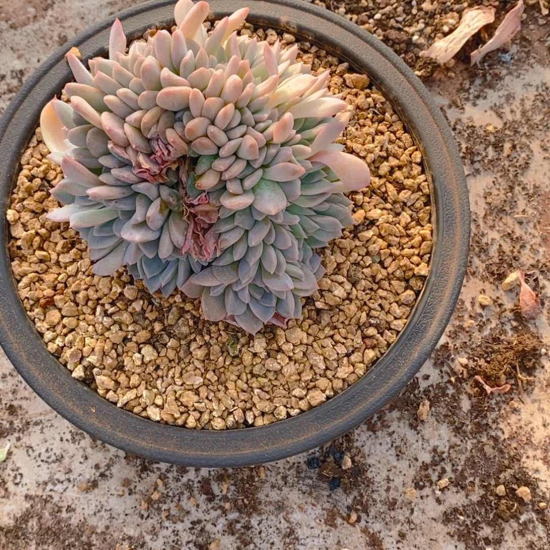 瑶*厚梦缀化朵朵群