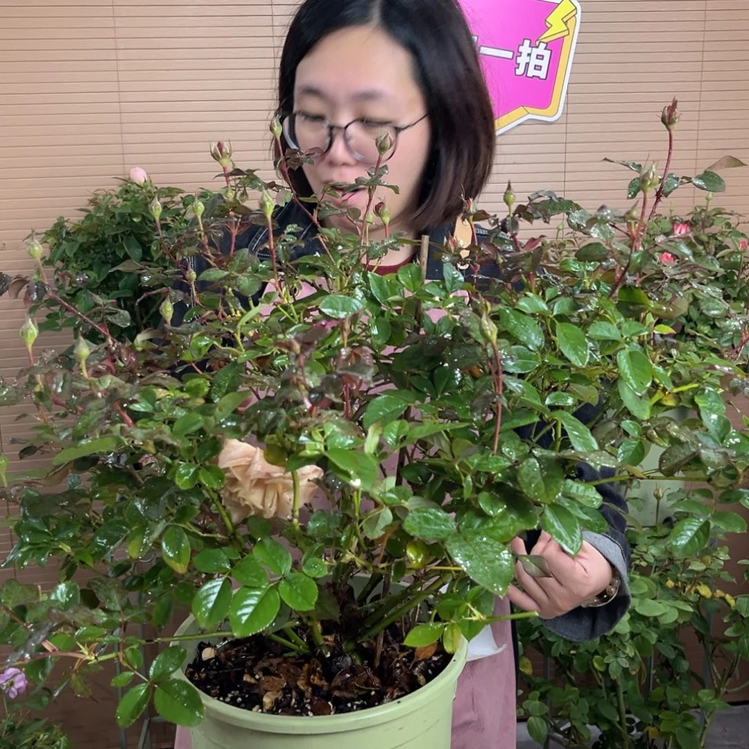 空蝉月季3加仑根接