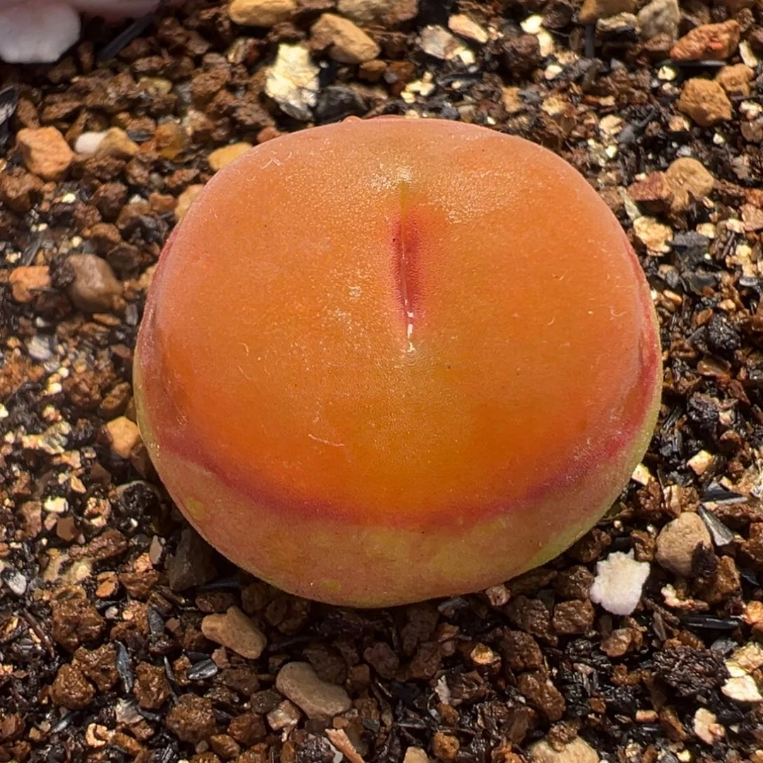 水蜜桃多肉植物盆栽栽培