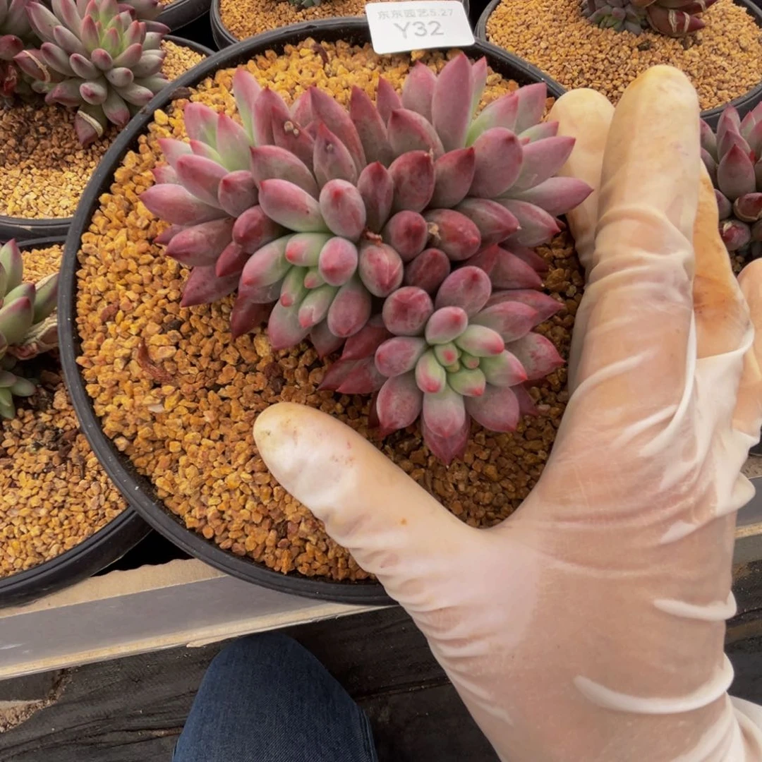 y y y y y y y y 32